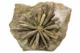 Jurassic Club Urchin (Asterocidaris) - Boulemane, Morocco #318986-1
